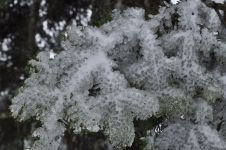 ÇAM AĞAÇLARININ YAPRAKLARI BUZ TUTTU