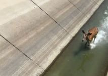 GEYİK SU KANALINA DÜŞTÜ