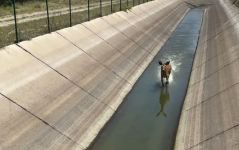 GEYİK SU KANALINA DÜŞTÜ