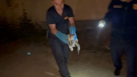 İHA MUHABİRİNİN BÜYÜK HASSASİYETİ... ARACINA GİREN KEDİYİ 1 SAAT BOYUNCA KURTARMAYA ÇALIŞTI...