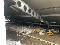 KAR YIĞINLARI  KÜMES ÇATISINI ÇÖKERTTİ: YÜZLERCE TAVUK TELEF OLDU