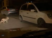 KIRMIZI LİSTEDEKİ VAŞAK BOLU'DA GÖRÜNTÜLENDİ