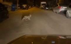 KIRMIZI LİSTEDEKİ VAŞAK BOLU'DA GÖRÜNTÜLENDİ