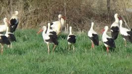 LEYLEKLERİN GÖÇ DURAĞI BOLU