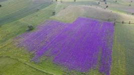 MACAR FİĞİ EKTİ... TARLASI RÖNESANS TABLOSUNA  DÖNDÜ