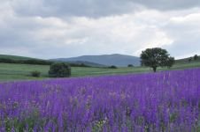 MACAR FİĞİ EKTİ... TARLASI RÖNESANS TABLOSUNA  DÖNDÜ