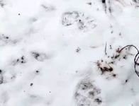 MANZARA FOTOĞRAFI ÇEKEN VATANDAŞIN OBJEKTİFİNE KURTLAR TAKILDI