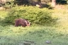 ORMANDA  KARŞILAŞTIĞI AYIYA  HAVLAYARAK  SESLENDİ