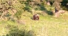 ORMANDA  KARŞILAŞTIĞI AYIYA  HAVLAYARAK  SESLENDİ