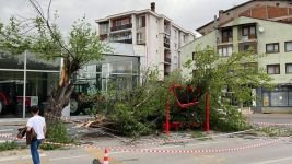 OTOBÜS DURAĞINA AĞAÇ DEVRİLDİ...DURAKTA KİMSENİN OLMAMASI FACİAYI ÖNLEDİ