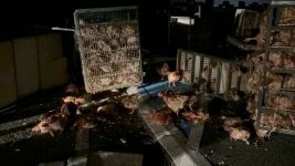 TAVUK YÜKLÜ KAMYON DEVRİLDİ: YÜZLERCE TAVUK TELEF OLDU