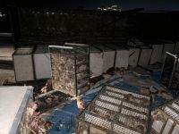 TAVUK YÜKLÜ KAMYON DEVRİLDİ: YÜZLERCE TAVUK TELEF OLDU