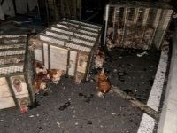 TAVUK YÜKLÜ KAMYON DEVRİLDİ: YÜZLERCE TAVUK TELEF OLDU