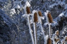 TÜRKİYE'NİN EN SOĞUK İLİ BOLU OLDU