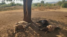 YAĞMURDAN KAÇAN  KOYUNLAR AĞAÇ ALTINDA YILDIRIMA YAKALANDI... 5 KOYUN TELEF OLDU