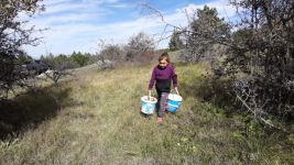 YAĞMURUN ARDINDAN KANLICA MANTARI BEREKETİ