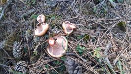 YAĞMURUN ARDINDAN KANLICA MANTARI BEREKETİ