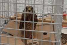 YARALI  KERKENEZE  İLK YARDIM ORMANCILARDAN