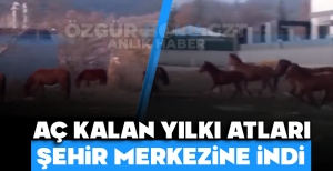 AÇ KALAN YILKI ATLARI ŞEHİR MERKEZİNE İNDİ