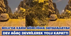 BOLU'DA KARIN AĞIRLIĞINA DAYANAMAYAN DEV AĞAÇ DEVRİLEREK YOLU KAPATTI...