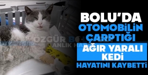 BOLU'DA OTOMOBİLİN ÇARPTIĞI AĞIR YARALI KEDİ HAYATINI KAYBETTİ
