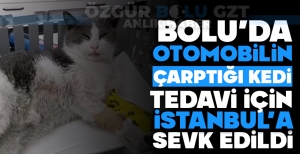 BOLU'DA OTOMOBİLİN ÇARPTIĞI KEDİ, TEDAVİ İÇİN İSTANBUL'A SEVK EDİLDİ