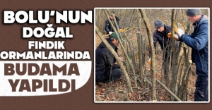 BOLU'NUN DOĞAL FINDIK ORMANLARINDA BUDAMA YAPILDI