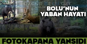 BOLU'NUN YABAN HAYATI FOTOKAPANA YANSIDI