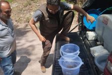 DERELERE 12 BİN ALABALIK YAVRUSU BIRAKILDI