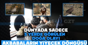 DÜNYADA SADECE 3 YERDE GÖRÜLEN DOĞA OLAYI: AKBABALARIN YİYECEK DÖNGÜSÜ