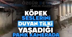 KÖPEK SESLERİNİ DUYAN TİLKİNİN YAŞADIĞI PANİK KAMERADA