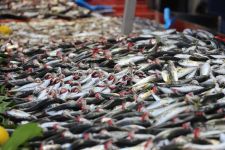 TEZGAHTA HAMSİ KITLIĞI....