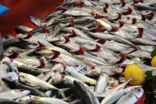 TEZGAHTA HAMSİ KITLIĞI....