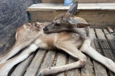 YARALI YAVRU GEYİK TEDAVİ ALTINA ALINDI....