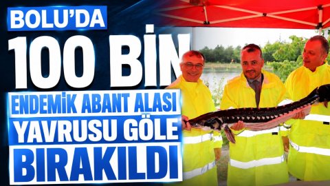BOLU'DA 100 BİN ENDEMİK ABANT ALASI YAVRUSU GÖLE BIRAKILDI