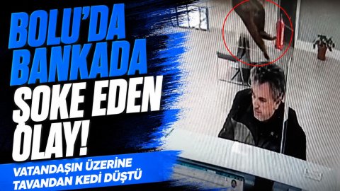 BOLU'DA BANKADA ŞOKE EDEN OLAY! VATANDAŞIN ÜZERİNE TAVANDAN KEDİ DÜŞTÜ
