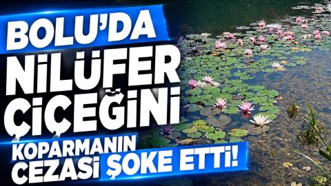 BOLU'DA NİLÜFER ÇİÇEĞİNİ KOPARMANIN CEZASI ŞOKE ETTİ!