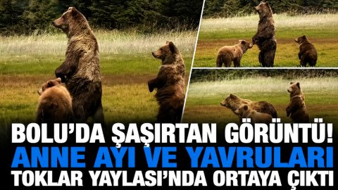BOLU'DA ŞAŞIRTAN GÖRÜNTÜ! ANNE AYI VE YAVRULARI TOKLAR YAYLASI'NDA ORTAYA ÇIKTI