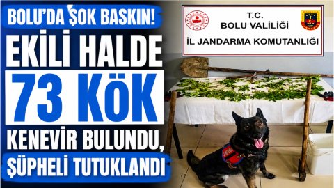 BOLU'DA ŞOK BASKIN! EKİLİ HALDE 73 KÖK KENEVİR BULUNDU, ŞÜPHELİ TUTUKLANDI