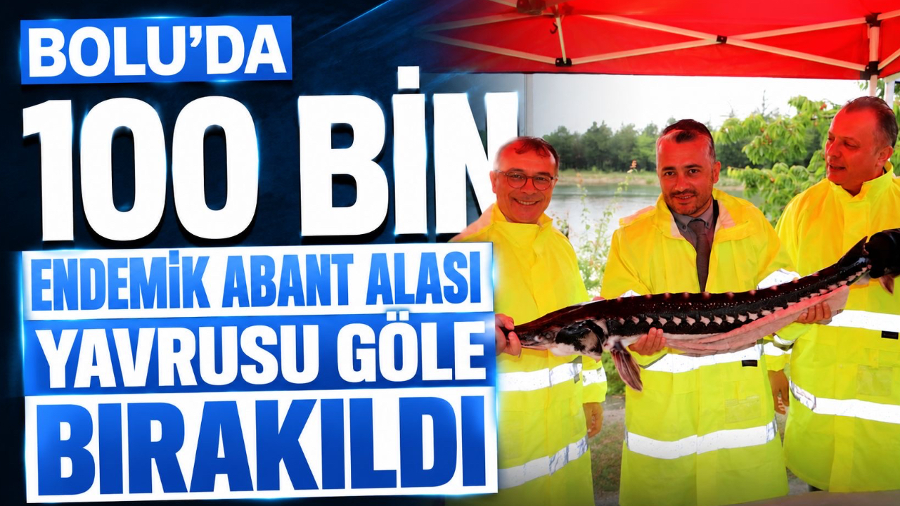 BOLU’DA 100 BİN ENDEMİK ABANT ALASI YAVRUSU GÖLE BIRAKILDI