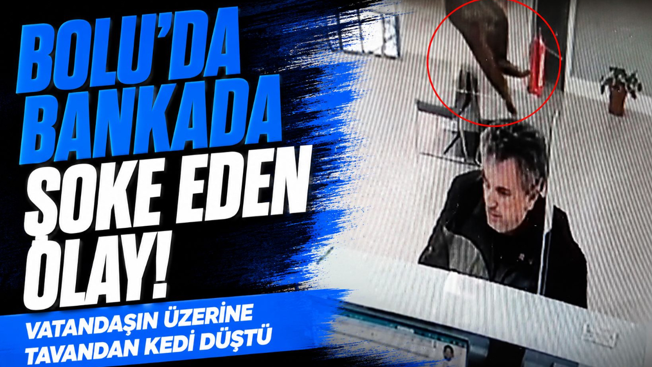 BOLU'DA BANKADA ŞOKE EDEN OLAY! VATANDAŞIN ÜZERİNE TAVANDAN KEDİ DÜŞTÜ