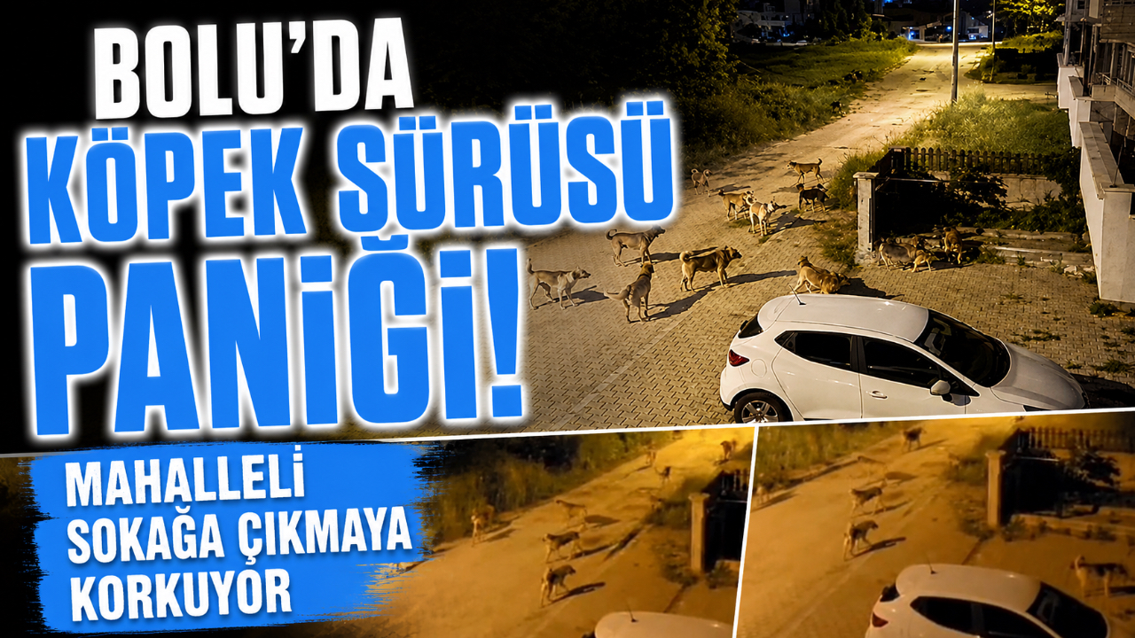 BOLU'DA KÖPEK SÜRÜSÜ PANİĞİ! MAHALLELİ SOKAĞA ÇIKMAYA KORKUYOR