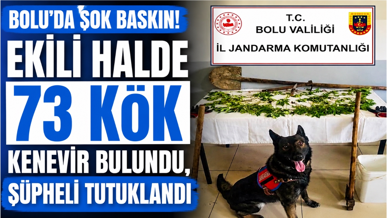 BOLU'DA ŞOK BASKIN! EKİLİ HALDE 73 KÖK KENEVİR BULUNDU, ŞÜPHELİ TUTUKLANDI