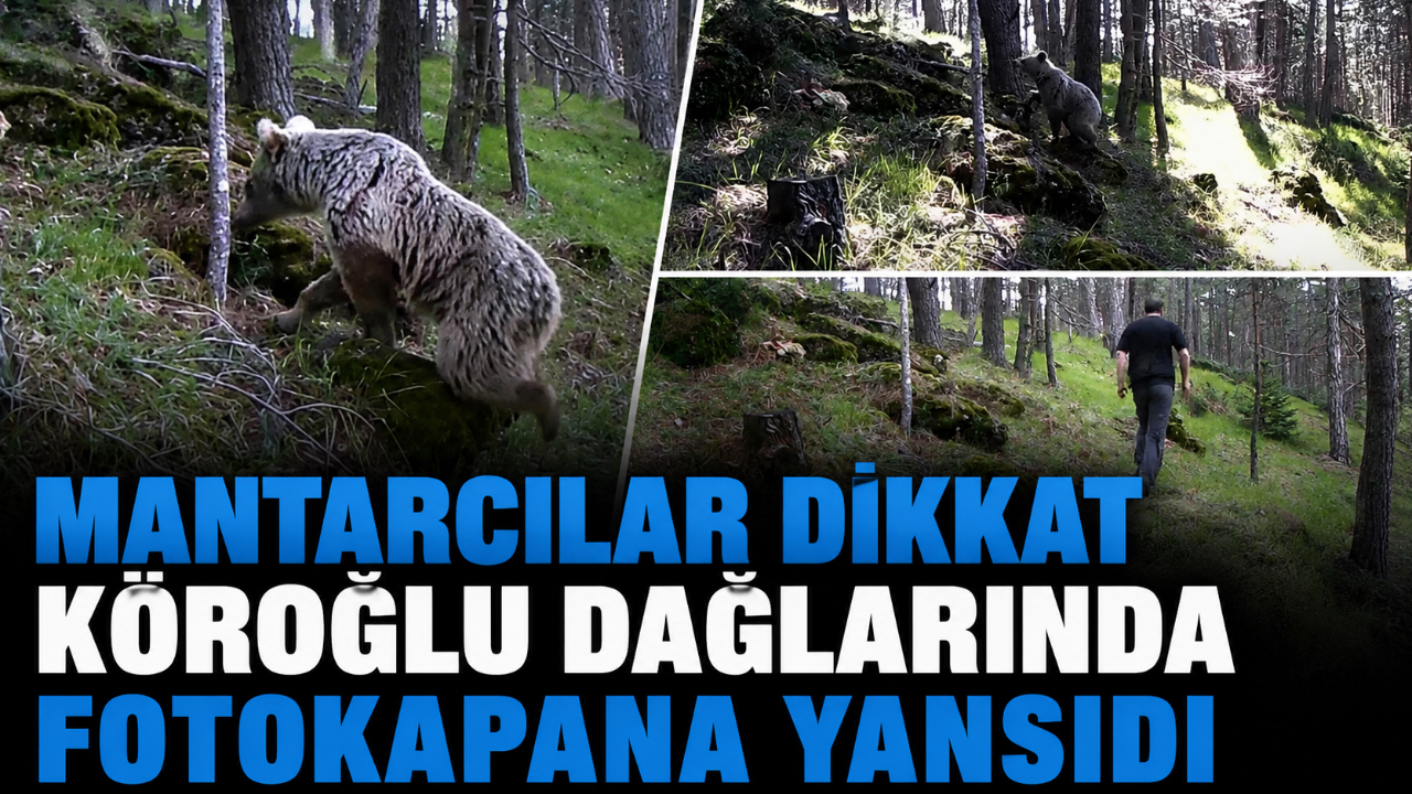 MANTARCILAR DİKKAT KÖROĞLU DAĞLARINDA FOTOKAPANA YANSIDI