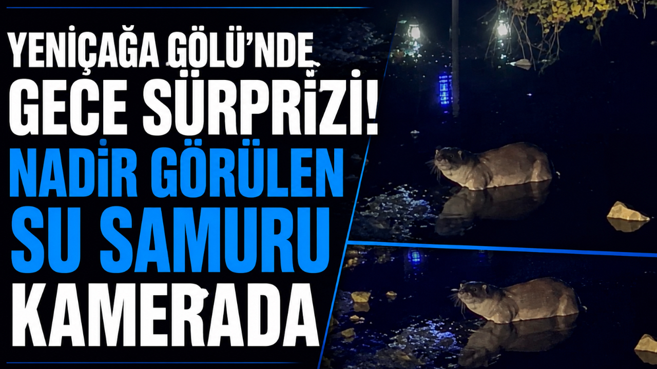 YENİÇAĞA GÖLÜ’NDE GECE SÜRPRİZİ! NADİR GÖRÜLEN SU SAMURU KAMERADA