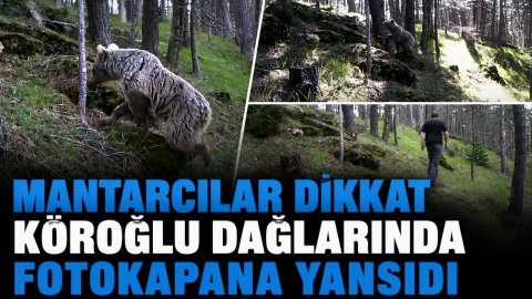 MANTARCILAR DİKKAT KÖROĞLU DAĞLARINDA FOTOKAPANA YANSIDI 
