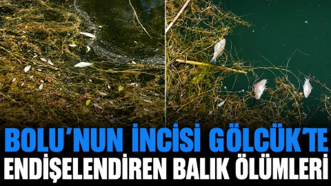 BOLU'NUN İNCİSİ GÖLCÜK'TE ENDİŞELENDİREN BALIK ÖLÜMLERİ