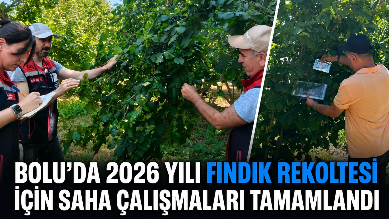 BOLU'DA 2026 YILI FINDIK REKOLTESİ İÇİN SAHA ÇALIŞMALARI TAMAMLANDI