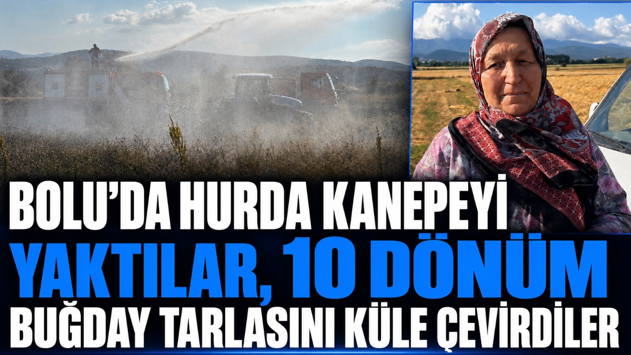 BOLU'DA HURDA KANEPEYİ YAKTILAR, 10 DÖNÜM BUĞDAY TARLASINI KÜLE ÇEVİRDİLER