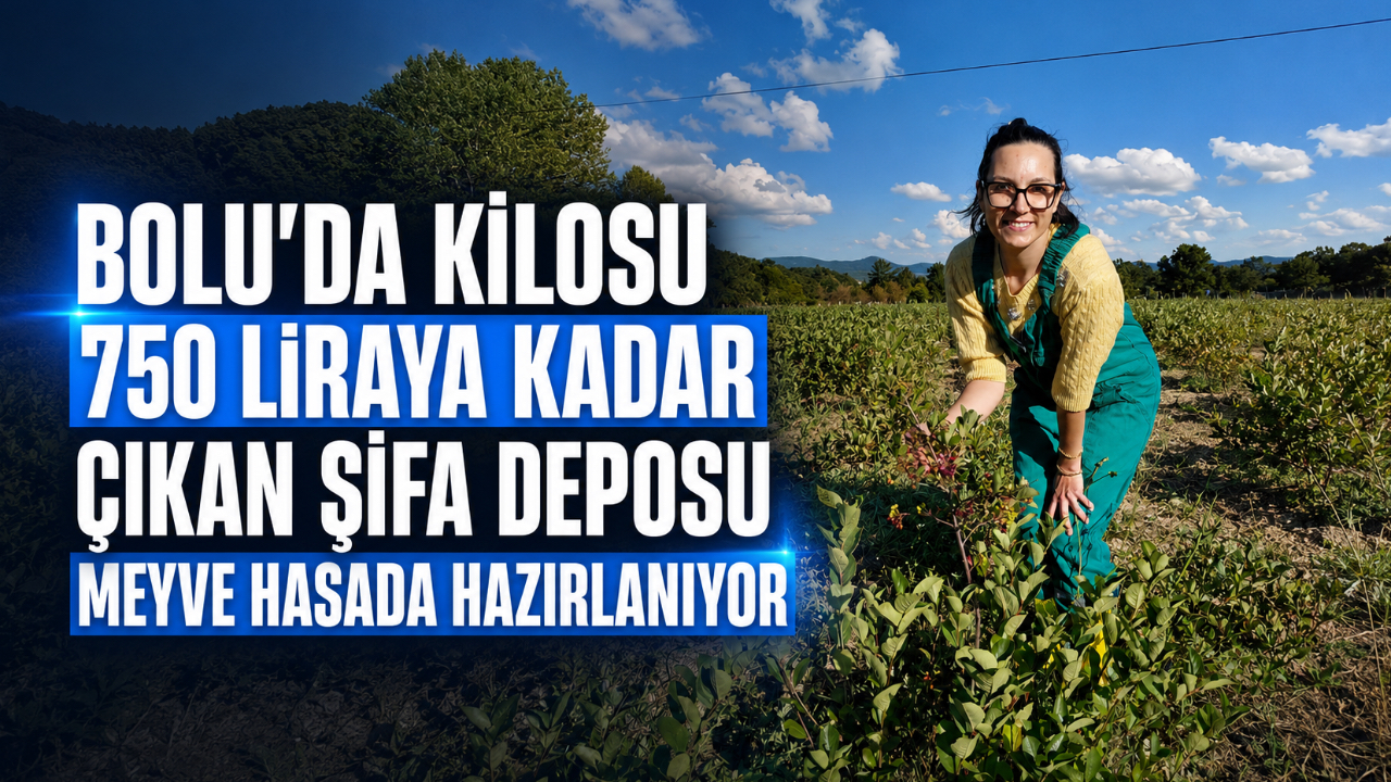 BOLU'DA KİLOSU 750 LİRAYA KADAR ÇIKAN ŞİFA DEPOSU MEYVE HASADA HAZIRLANIYOR